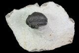 Bargain, Gerastos Trilobite Fossil - Morocco #68661-1